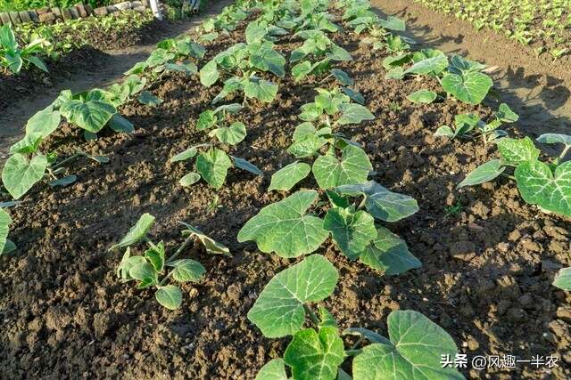 種植絲瓜、南瓜最忌怕哪些施肥方法？如何施肥才高產(chǎn)